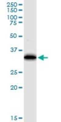 Western Blot: EEF1D Antibody (4B12) [H00001936-M04] - Analysis of EEF1D expression in human pancreas.