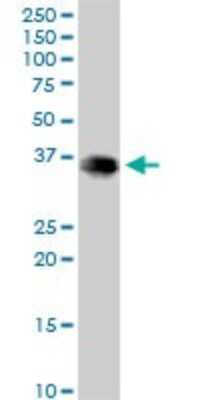 Western Blot: EEF1D Antibody [H00001936-B01P] - Analysis of EEF1D expression in HeLa.