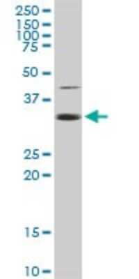 Western Blot: EEF1D Antibody [H00001936-D01P] - Analysis of EEF1D expression in Hela S3 NE.