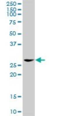 Western Blot: EEF1D Antibody [H00001936-D01P] - Analysis of EEF1D expression in mouse brain.