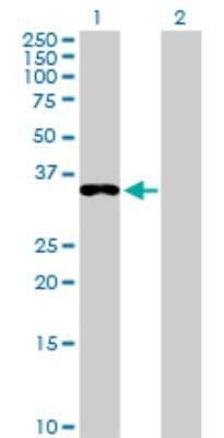 Western Blot: EEF1D Antibody [H00001936-D01P] - Analysis of EEF1D expression in transfected 293T cell line by EEF1D polyclonal antibody.Lane 1: EEF1D transfected lysate(31.10 KDa).Lane 2: Non-transfected lysate.