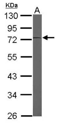 Western Blot: EEF1D Antibody [NBP1-32013] - Sample (50 ug of whole cell lysate) A: Mouse brain 10% SDS PAGE, antibody diluted at 1:3000.