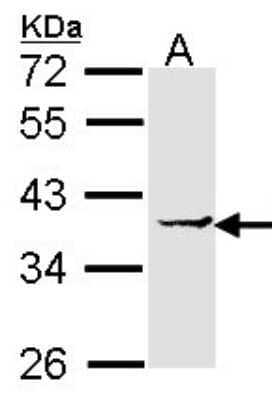 Western Blot: EEF1D Antibody [NBP1-32013] - Sample (30 ug of whole cell lysate) A: H1299 12% SDS PAGE; antibody diluted at 1:1000.