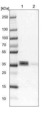 Western Blot: EEF1D Antibody [NBP1-91861] - Lane 1: NIH-3T3 cell lysate (Mouse embryonic fibroblast cells). Lane 2: NBT-II cell lysate (Rat Wistar bladder tumor cells).