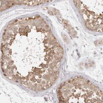 Immunohistochemistry-Paraffin: EEF1E1 Antibody [NBP1-89186] - Staining of human testis shows cytoplasmic positivity in cells in seminiferous ducts.