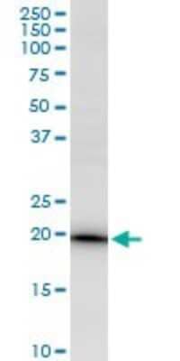 Western Blot: EEF1E1 Antibody [H00009521-B01P] - Analysis of EEF1E1 expression in HepG2.