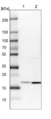 Western Blot: EEF1E1 Antibody [NBP1-89186] - Lane 1: NIH-3T3 cell lysate (Mouse embryonic fibroblast cells). Lane 2: NBT-II cell lysate (Rat Wistar bladder tumor cells).