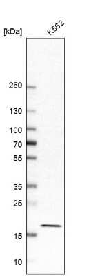 Western Blot: EEF1E1 Antibody [NBP1-89186] - Analysis in human cell line K562.