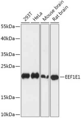 Western Blot: EEF1E1 Antibody [NBP2-92227] - Analysis of extracts of various cell lines, using EEF1E1 at 1:1000 dilution.Secondary antibody: HRP Goat Anti-Rabbit IgG (H+L) at 1:10000 dilution.Lysates/proteins: 25ug per lane.Blocking buffer: 3% nonfat dry milk in TBST.Detection: ECL Basic Kit .Exposure time: 1s.