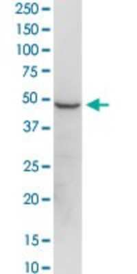 Western Blot: EEF1G Antibody [H00001937-D01P] - Analysis of EEF1G expression in IMR-32.