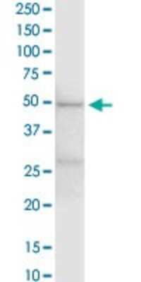 Western Blot: EEF1G Antibody [H00001937-D01P] - Analysis of EEF1G expression in Raw 264.7.