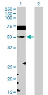 Western Blot: EEF1G Antibody [H00001937-D01P] - Analysis of EEF1G expression in transfected 293T cell line by EEF1G polyclonal antibody.Lane 1: EEF1G transfected lysate(50.10 KDa).Lane 2: Non-transfected lysate.