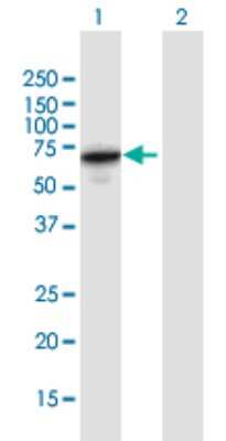 Western Blot: EEPD1 Antibody [H00080820-B03P] - Analysis of EEPD1 expression in transfected 293T cell line. Lane 1: KIAA1706 transfected lysate (62.59 KDa). Lane 2: Non-transfected lysate.