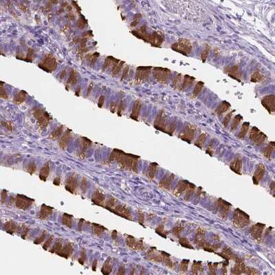 Immunohistochemistry-Paraffin: EFCAB1 Antibody [NBP1-82313] - Staining of human fallopian tube shows strong positivity in cilia.