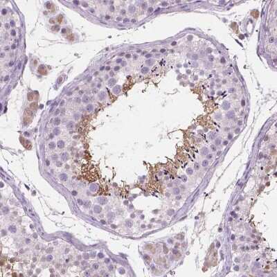Immunohistochemistry-Paraffin: EFCAB1 Antibody [NBP1-82313] - Staining of human testis shows moderate cytoplasmic positivity in spermatids and sperm.