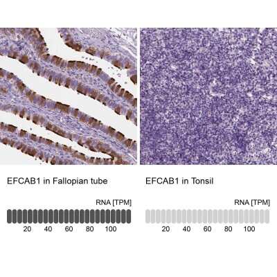 Immunohistochemistry-Paraffin: EFCAB1 Antibody [NBP1-82313] - Staining in human fallopian tube and tonsil tissues . Corresponding EFCAB1 RNA-seq data are presented for the same tissues.