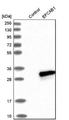 Western Blot: EFCAB1 Antibody [NBP1-82313] - Analysis in control (vector only transfected HEK293T lysate) and EFCAB1 over-expression lysate (Co-expressed with a C-terminal myc-DDK tag (3.1 kDa) in mammalian HEK293T cells).