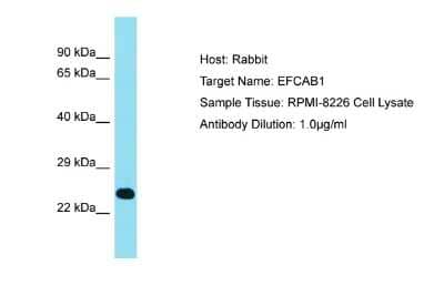 Western Blot: EFCAB1 Antibody [NBP2-84840] - Host: Rabbit. Target Name: EFCAB1. Sample Tissue: Human RPMI-8226 Whole Cell. Antibody Dilution: 1ug/ml
