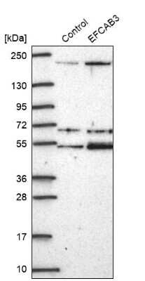 Western Blot EFCAB3 Antibody - BSA Free