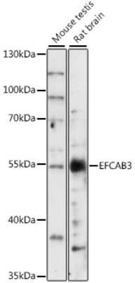 Western Blot EFCAB3 Antibody - Azide and BSA Free