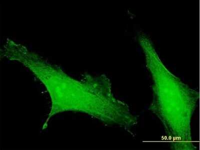 Immunocytochemistry/Immunofluorescence: EFCAB4B Antibody [H00084766-B01P] - Analysis of purified antibody to EFCAB4B on HeLa cell. (antibody concentration 10 ug/ml)