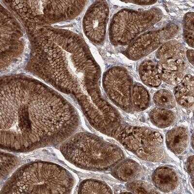 Immunohistochemistry-Paraffin: EFCAB4B Antibody [NBP1-82687] - Staining of human stomach shows strong cytoplasmic, membranous and nuclear positivity in glandular cells.