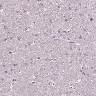 Immunohistochemistry-Paraffin: EFCAB4B Antibody [NBP1-82687] - Staining of human cerebral cortex shows low expression as expected.
