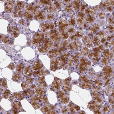 Immunohistochemistry-Paraffin: EFCAB4B Antibody [NBP1-82687] - Staining of human salivary gland shows high expression.