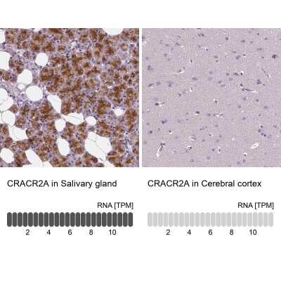 <b>Orthogonal Strategies Validation. </b>Immunohistochemistry-Paraffin: EFCAB4B Antibody [NBP1-82687] - Staining in human salivary gland and cerebral cortex tissues using anti-CRACR2A antibody. Corresponding CRACR2A RNA-seq data are presented for the same tissues.