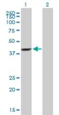 Western Blot: EFCAB4B Antibody [H00084766-B01P] - Analysis of EFCAB4B expression in transfected 293T cell line by EFCAB4B polyclonal antibody.  Lane 1: MGC4266 transfected lysate(43.45 KDa). Lane 2: Non-transfected lysate.