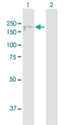 Western Blot: EFCAB6 Antibody [H00064800-B01P] - Analysis of FLJ23588 expression in transfected 293T cell line by FLJ23588 polyclonal antibody.  Lane 1: FLJ23588 transfected lysate(148.39 KDa). Lane 2: Non-transfected lysate.