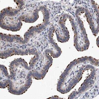 Immunohistochemistry: EFCAB7 Antibody [NBP1-81374] - Staining of human fallopian tube shows strong membranous positivity in glandular cells.