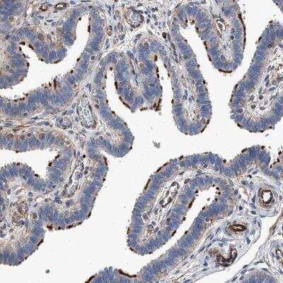 Immunohistochemistry-Paraffin: EFCAB7 Antibody [NBP1-81372] - Staining of human fallopian tube shows strong membranous positivity in glandular cells.