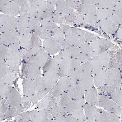 Immunohistochemistry-Paraffin: EFCAB7 Antibody [NBP1-81373] - Staining of human skeletal muscle shows low expression as expected.