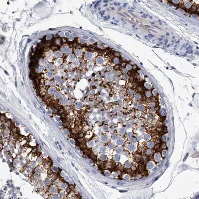 Immunohistochemistry-Paraffin: EFCAB7 Antibody [NBP1-81373] - Staining of human testis shows high expression.