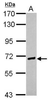 Western Blot: EFCAB7 Antibody [NBP2-16276] - Sample (30 ug of whole cell lysate) A: HepG2 7. 5% SDS PAGE gel, diluted at 1:1000.