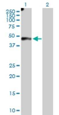 Western Blot: EFEMP2 Antibody [H00030008-D01P] - Analysis of EFEMP2 expression in transfected 293T cell line by EFEMP2 polyclonal antibody.Lane 1: EFEMP2 transfected lysate(49.40 KDa).Lane 2: Non-transfected lysate.