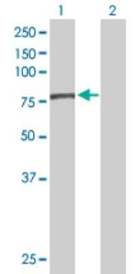 Western Blot: EFHC1 Antibody [H00114327-B01P] - Analysis of EFHC1 expression in transfected 293T cell line by EFHC1 polyclonal antibody.  Lane 1: EFHC1 transfected lysate(70.4 KDa). Lane 2: Non-transfected lysate.