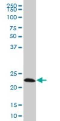 Western Blot: EFHD1 Antibody (1F5) [H00080303-M08] - Analysis of EFHD1 expression in Hela S3 NE (Cat # L013V3).