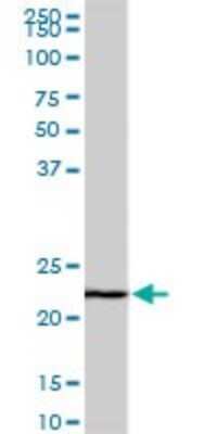 Western Blot: EFHD1 Antibody (1F5) [H00080303-M08] - Analysis of EFHD1 expression in Raw 264.7 (Cat # L024V1).