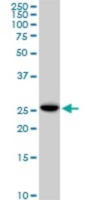 Western Blot: EFHD1 Antibody (1H7) [H00080303-M05] - Analysis of EFHD1 expression in Raw 264.7 (Cat # L024V1).