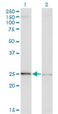 Western Blot: EFHD1 Antibody (3D10) [H00080303-M11] - Analysis of EFHD1 expression in transfected 293T cell line by EFHD1 monoclonal antibody (M11), clone 3D10. Lane 1: EFHD1 transfected lysatE (27 KDa). Lane 2: Non-transfected lysate.