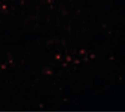 Immunofluorescence: EFHD1 Antibody [NBP1-71995] - Immunofluorescence of EFHD1 in rat spleen tissue with EFHD1 antibody at 5 ug/ml.