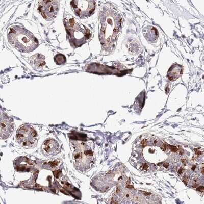 Immunohistochemistry-Paraffin: EFHD1 Antibody [NBP2-33281] - Staining of human breast shows strong cytoplasmic positivity in glandular cells.