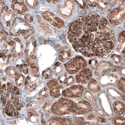 Immunohistochemistry-Paraffin: EFHD1 Antibody [NBP2-33281] - Staining of human kidney shows moderate to strong cytoplasmic immunoreactivity in cells in tubules, as well as strong positivity in glomeruli.