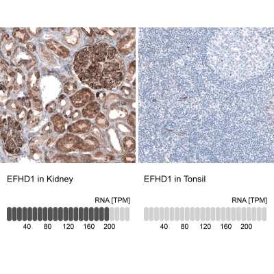 <b>Orthogonal Strategies Validation. </b>Immunohistochemistry-Paraffin: EFHD1 Antibody [NBP2-33281] - Staining in human kidney and tonsil tissues . Corresponding EFHD1 RNA-seq data are presented for the same tissues.