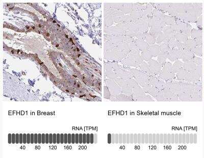 <b>Orthogonal Strategies Validation. </b>Immunohistochemistry-Paraffin: EFHD1 Antibody [NBP2-33808] -  Analysis in human breast and skeletal muscle tissues.  Corresponding EFHD1 RNA-seq data are presented for the same tissues.