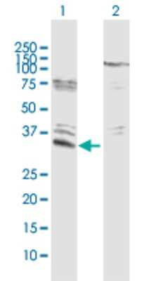 Western Blot: EFHD1 Antibody [H00080303-D01P] - Analysis of EFHD1 expression in transfected 293T cell line by EFHD1 polyclonal antibody.Lane 1: EFHD1 transfected lysate(27.00 KDa).Lane 2: Non-transfected lysate.