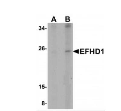 Western Blot EFHD1 Antibody - BSA Free