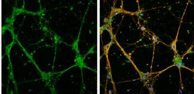 <b>Expression of Tagged Proteins Validation. </b>Immunocytochemistry/Immunofluorescence: EFHD2 Antibody [NBP1-31134] -  DIV14 rat E18 primary cortical neurons were fixed in 4% paraformaldehyde at RT for 15 min. Green: EFHD2 protein stained by EFHD2 antibody diluted at 1:500. Red: beta Tubulin 3/ Tuj1, stained by beta Tubulin 3/ Tuj1 antibody [1338] diluted at 1:500. Blue: Fluoroshield with DAPI 